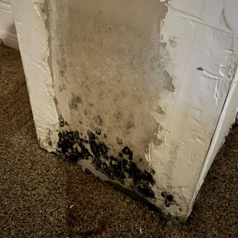 Professional Mold Removal in Augusta, WI